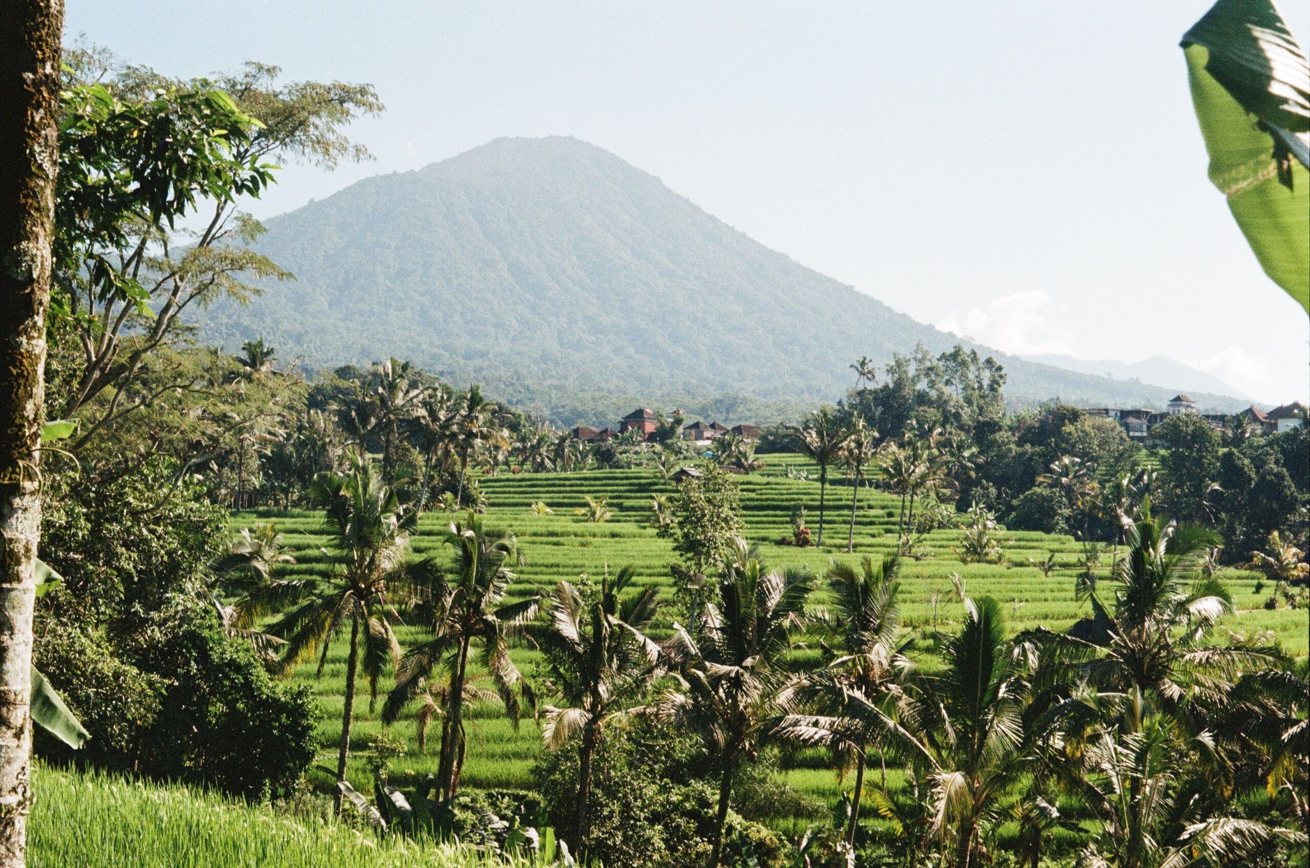 Rice Terraces