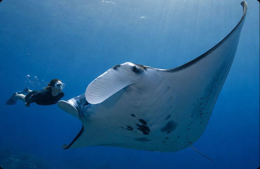 Manta Day Cruise