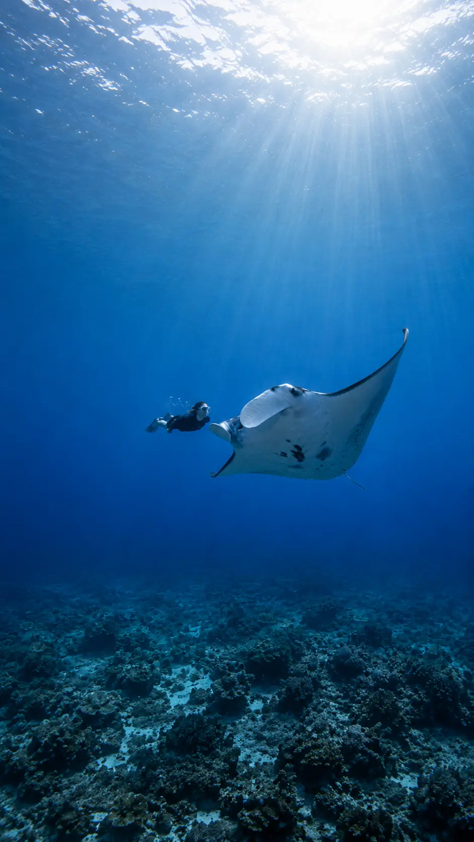 Snorkel with Manta Rays at Manta Point